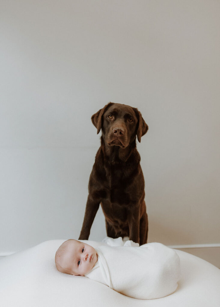 Bonnie the Labrador gently watching over Eira, the new baby of the family, captured in a heartfelt newborn photoshoot in Balham, London.